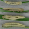 hipp semele volgensis larva4 volg